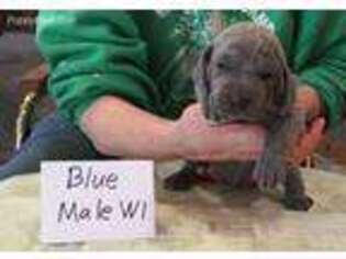 Weimaraner Puppy for sale in Hillsboro, OH, USA