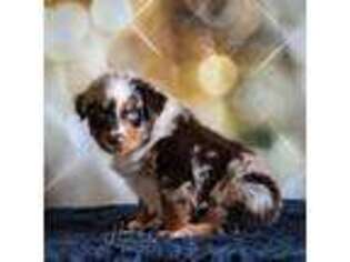 Australian Shepherd Puppy for sale in Amboy, IL, USA