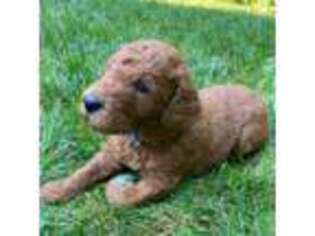 Mutt Puppy for sale in Westminster, MD, USA