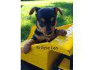 Rat Terrier Puppy for sale in Bourbon, IN, USA