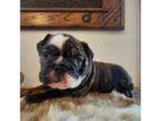 Bulldog Puppy for sale in Eaton, CO, USA