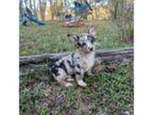 Pembroke Welsh Corgi Puppy for sale in Avon Park, FL, USA