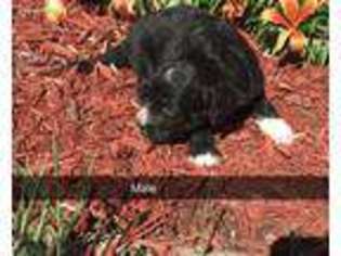 Mutt Puppy for sale in Bernard, IA, USA