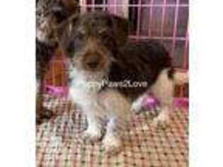 Schnoodle (Standard) Puppy for sale in Sibley, IA, USA