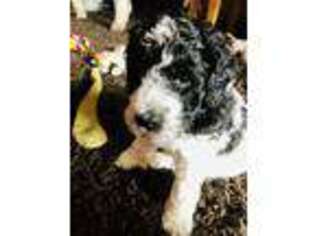 Mutt Puppy for sale in Port Angeles, WA, USA