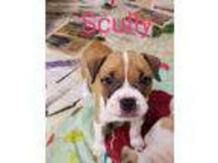 Mutt Puppy for sale in Shirley, NY, USA