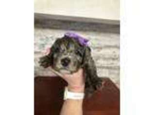 Cavapoo Puppy for sale in Nixa, MO, USA