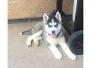 Siberian Husky Puppy for sale in Chico, CA, USA