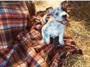 Australian Cattle Dog Puppy for sale in Brooksville, FL, USA