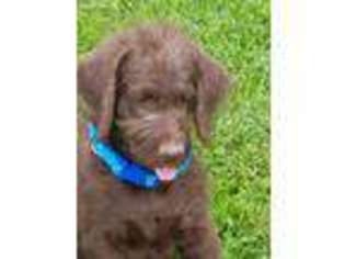 Labradoodle Puppy for sale in Mouth Of Wilson, VA, USA