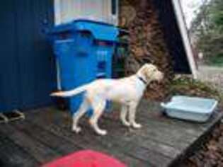 Labrador Retriever Puppy for sale in O Brien, OR, USA