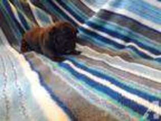 French Bulldog Puppy for sale in KEWANNA, IN, USA