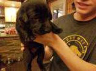 Labrador Retriever Puppy for sale in Monticello, GA, USA