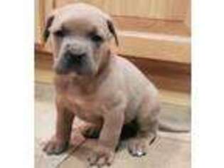 Cane Corso Puppy for sale in Harrington, DE, USA