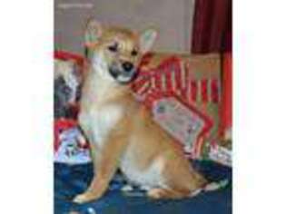 Shiba Inu Puppy for sale in Farber, MO, USA