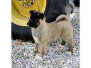 Akita Puppy for sale in Clayton, IL, USA