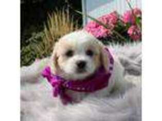 Cavachon Puppy for sale in Tucson, AZ, USA
