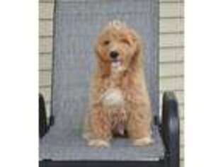 Goldendoodle Puppy for sale in Addison, MI, USA