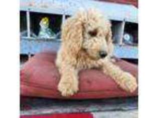 Medium Photo #1 Goldendoodle Puppy For Sale in Hazel Green, AL, USA