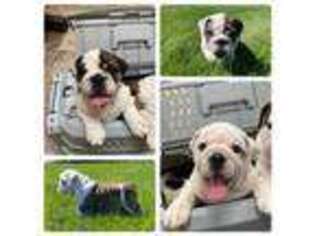 Bulldog Puppy for sale in New Plymouth, ID, USA