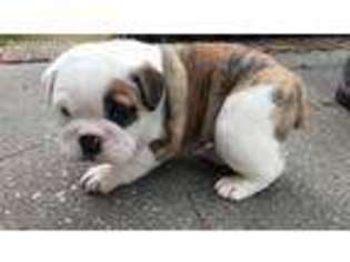 Olde English Bulldogge Puppy for sale in Darlington, SC, USA