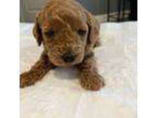Mutt Puppy for sale in Sussex, WI, USA