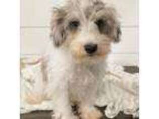 Schnoodle (Standard) Puppy for sale in Des Moines, IA, USA
