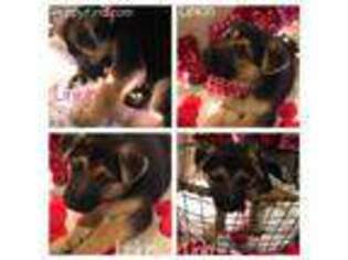 German Shepherd Dog Puppy for sale in Frankford, WV, USA