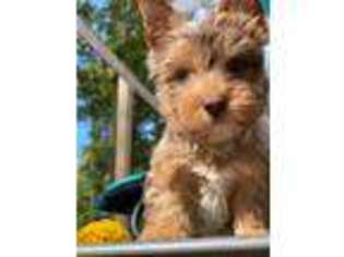 Yorkshire Terrier Puppy for sale in Red Boiling Springs, TN, USA