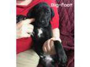 Great Dane Puppy for sale in Armada, MI, USA