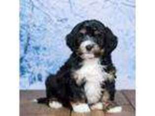 Mutt Puppy for sale in Edon, OH, USA