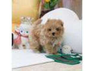 Mutt Puppy for sale in Largo, FL, USA