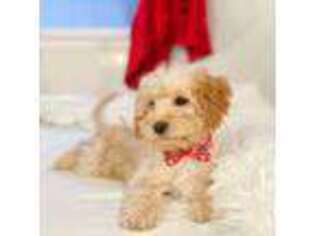 Goldendoodle Puppy for sale in Statesville, NC, USA