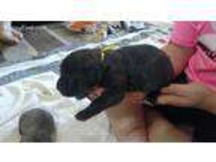 Mastiff Puppy for sale in Walnut, KS, USA