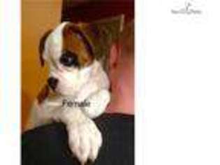 Boxer Puppy for sale in New Orleans, LA, USA