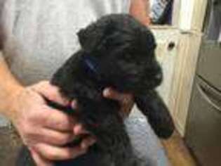 Mutt Puppy for sale in Ridgway, PA, USA