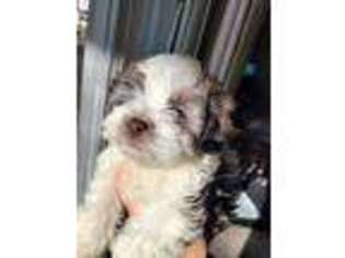 Medium Photo #1 Havanese Puppy For Sale in Statesville, NC, USA