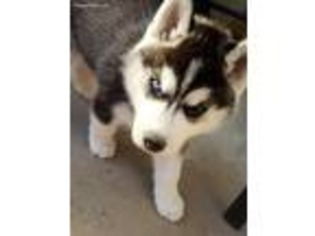 Siberian Husky Puppy for sale in Norco, CA, USA