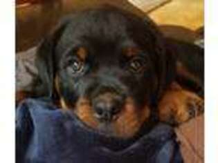 Rottweiler Puppy for sale in Mishawaka, IN, USA