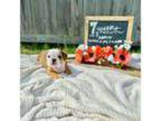 Bulldog Puppy for sale in Graniteville, SC, USA
