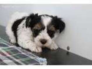 Biewer Terrier Puppy for sale in Farmington, MO, USA