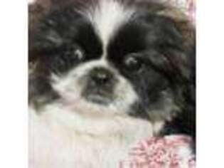 Pekingese Puppy for sale in Calhan, CO, USA