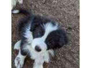 Border Collie Puppy for sale in Warden, WA, USA