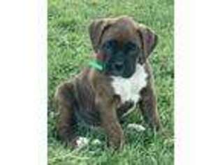 Boxer Puppy for sale in Westdale, NY, USA
