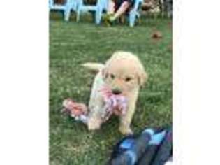 Golden Retriever Puppy for sale in Madison, SD, USA