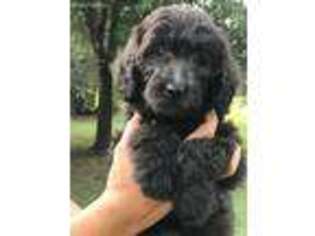 Labradoodle Puppy for sale in Elgin, TX, USA