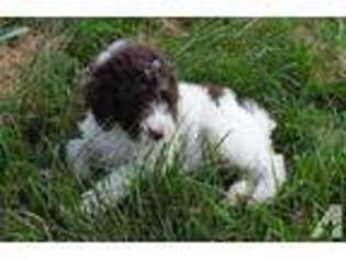 Mutt Puppy for sale in PARIS, KY, USA