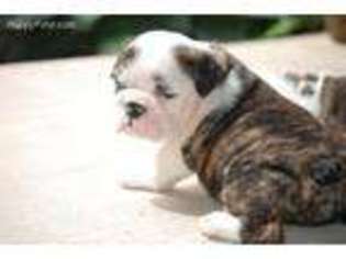 Bulldog Puppy for sale in Fostoria, OH, USA