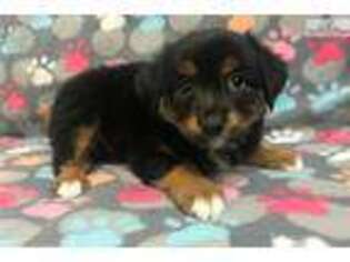 Australian Shepherd Puppy for sale in Hattiesburg, MS, USA