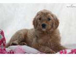 Goldendoodle Puppy for sale in Lexington, KY, USA